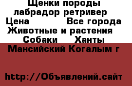 Щенки породы лабрадор ретривер › Цена ­ 8 000 - Все города Животные и растения » Собаки   . Ханты-Мансийский,Когалым г.